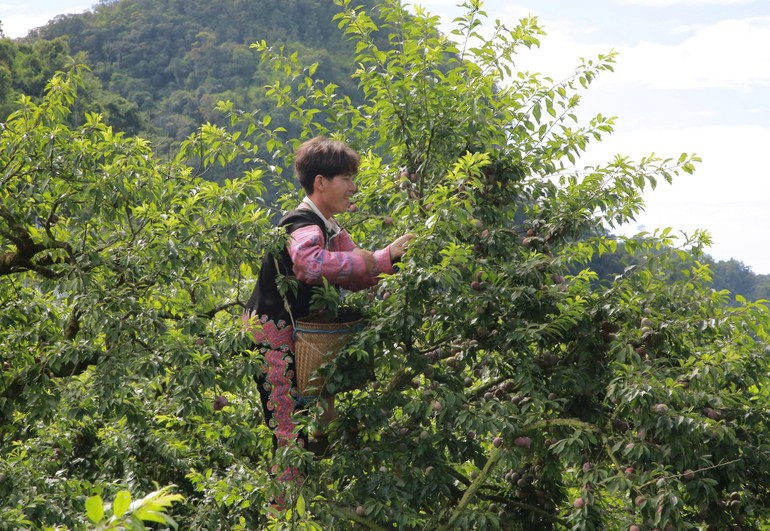 Miembros de los equipos participantes en la competencia de recolección de frutas durante el festival. Miembros de los equipos participantes en la competencia de recolección de frutas durante el festival.
