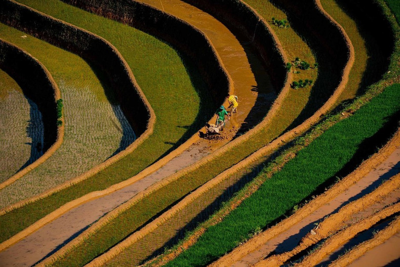 La belleza de los campos en terrazas durante la temporada de riego en la comuna de Lao Chai, provincia de Lao Cai. (Foto: VNA) La belleza de los campos en terrazas durante la temporada de riego en la comuna de Lao Chai, provincia de Lao Cai. (Foto: VNA)