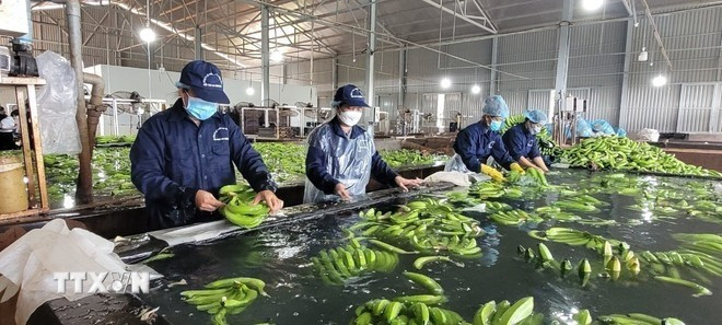 Procesamiento de productos agrícolas para su exportación al mercado estadounidense en una empresa de la provincia de Ba Ria-Vung Tau. (Foto: VNA) Procesamiento de productos agrícolas para su exportación al mercado estadounidense en una empresa de la provincia de Ba Ria-Vung Tau. (Foto: VNA)