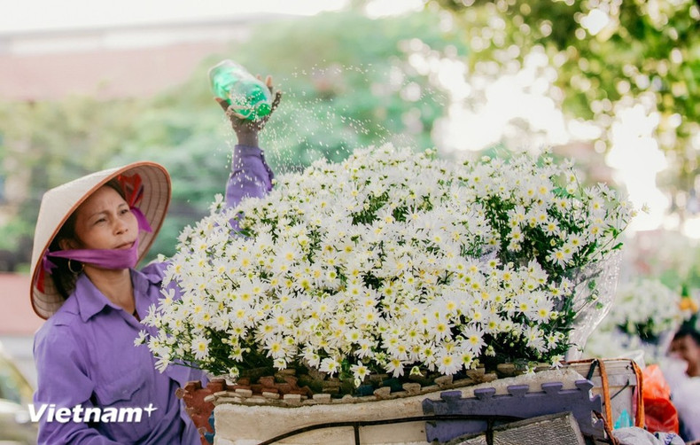 La verdadera maravilla de Hanoi reside en la armonía entre su gente y la naturaleza. Las estaciones de floración no solo embellecen las calles, sino que también graban recuerdos en el corazón. (Foto: Vietnam+)