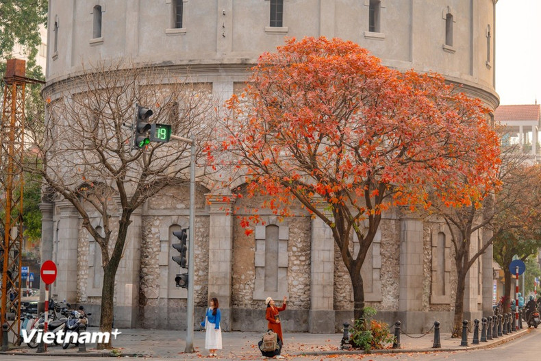 La temporada del cambio de hojas no es estridente ni extravagante, pero conmueve profundamente: es la temporada de la nostalgia. (Foto: Vietnam+)