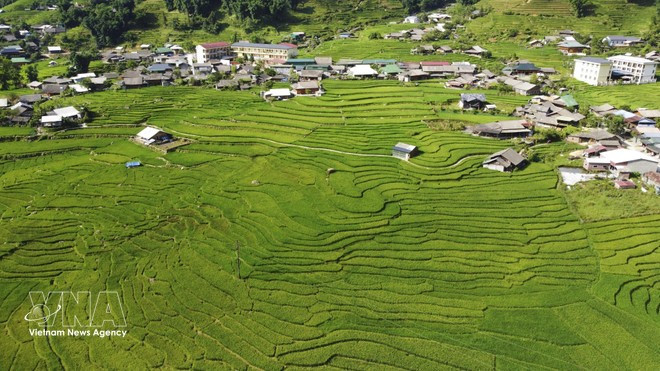 Un pueblo tranquilo entre los verdes campos de arroz de Ta Van. (Foto: VNA)