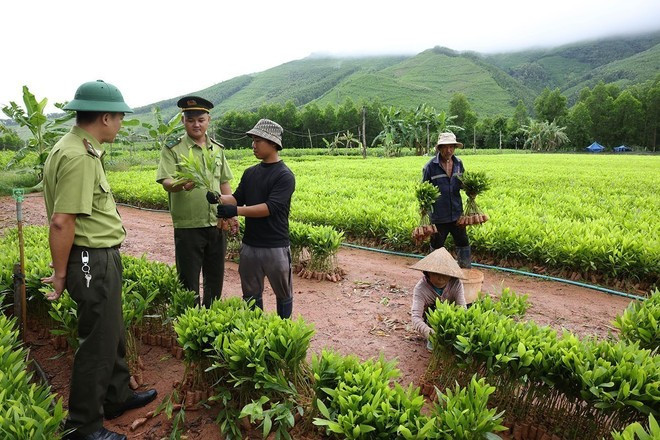 Vietnam impulsa la protección y desarrollo forestal desde inicios de 2026. (Foto: VNA)