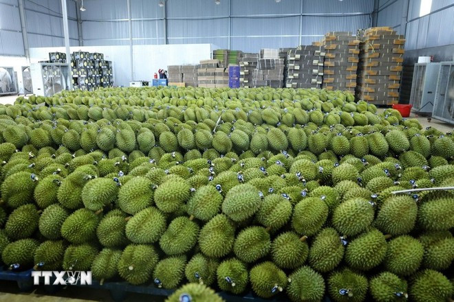 El durian de Dak Lak está siendo etiquetado y está listo para exportar. (Foto: VNA)