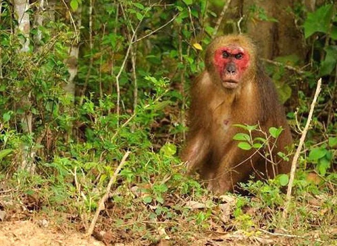 Un tipo de mono del género Macaca. (Foto: VNA)