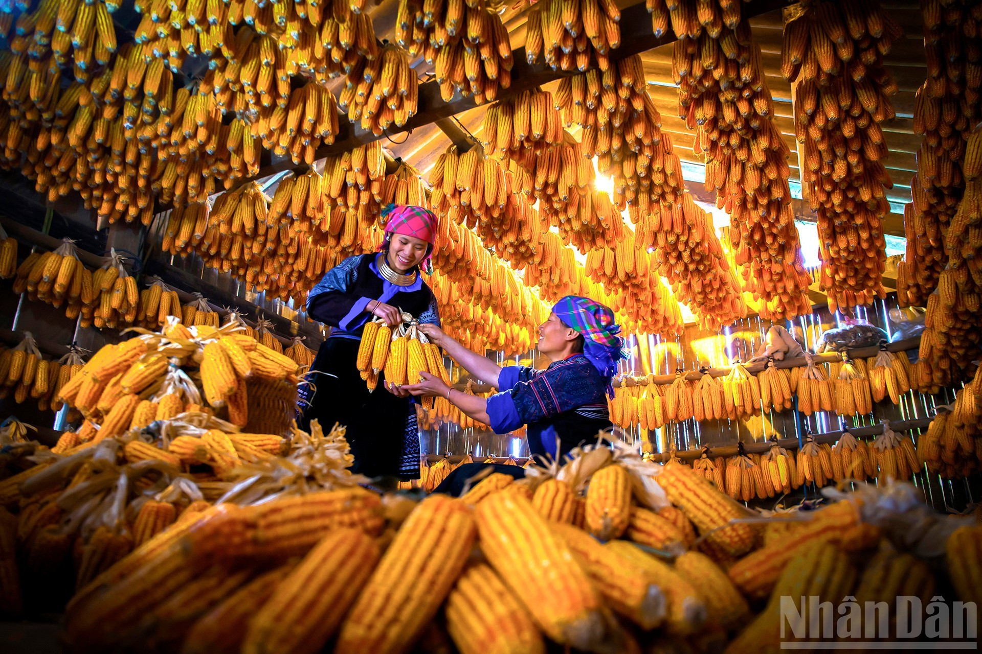 Mazorca dorada, cosecha de prosperidad. (Autora: Dang Thi Phuong Lan)