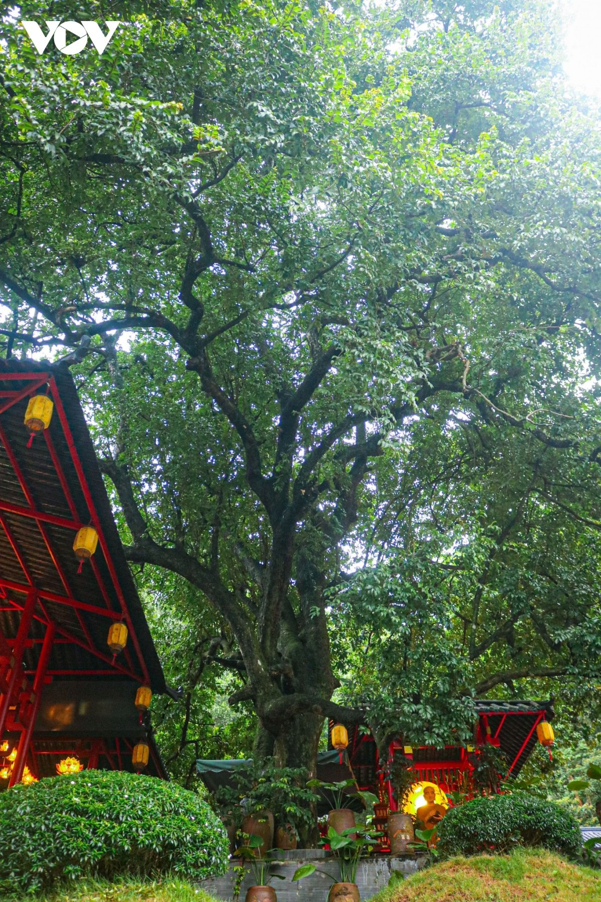 A lo largo de la historia, el templo ha experimentado numerosos cambios, pero el árbol de Cay Thi se mantiene firme, con su copa frondosa y de un verde intenso.