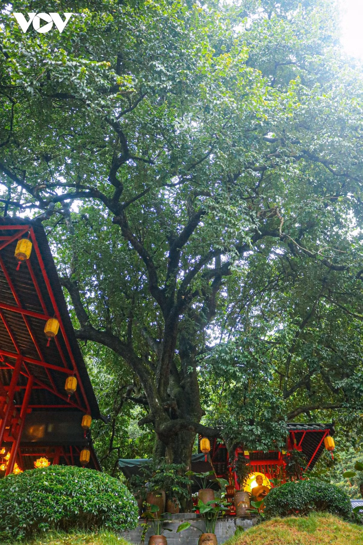 A lo largo de la historia, el templo ha experimentado numerosos cambios, pero el árbol de Cay Thi se mantiene firme, con su copa frondosa y de un verde intenso.