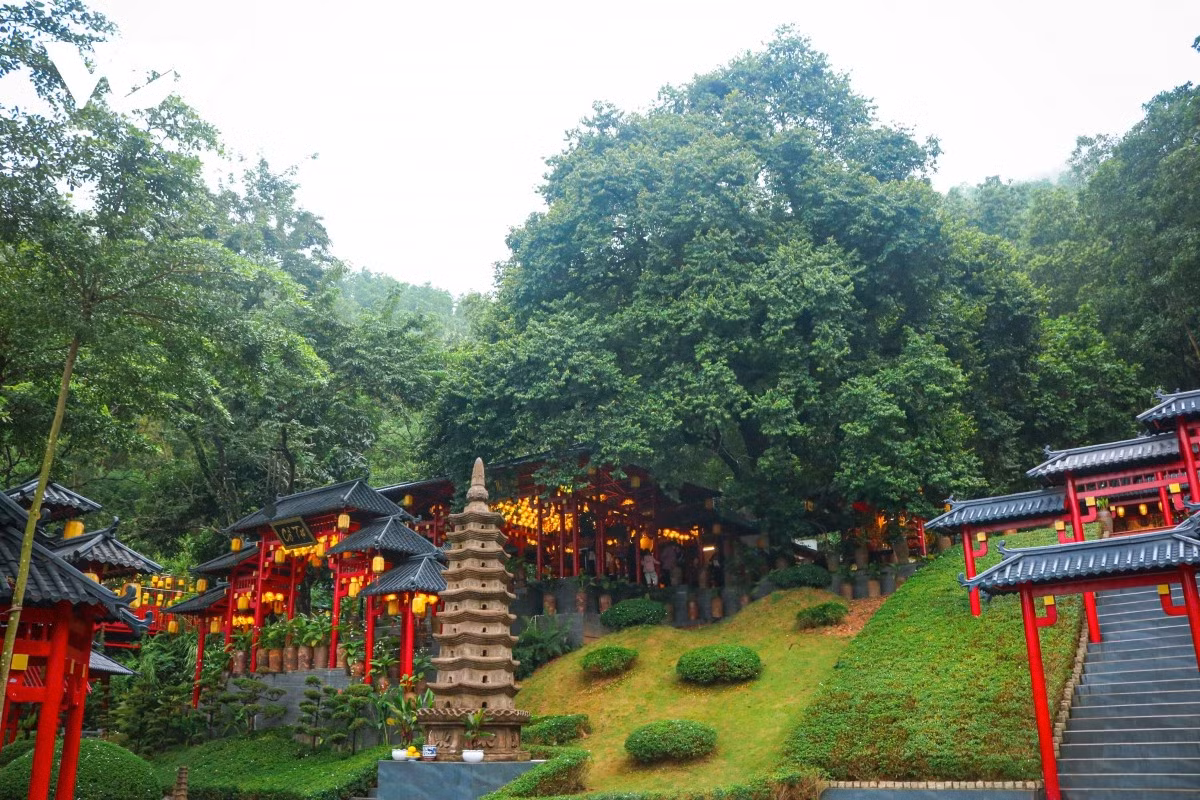Según relata el Venerable Thich Hue Hanh, abad del templo, el lugar recibe el nombre de “Cay Thi” porque junto a él echa raíces un árbol de Diospyros decandra de varios siglos de antigüedad.