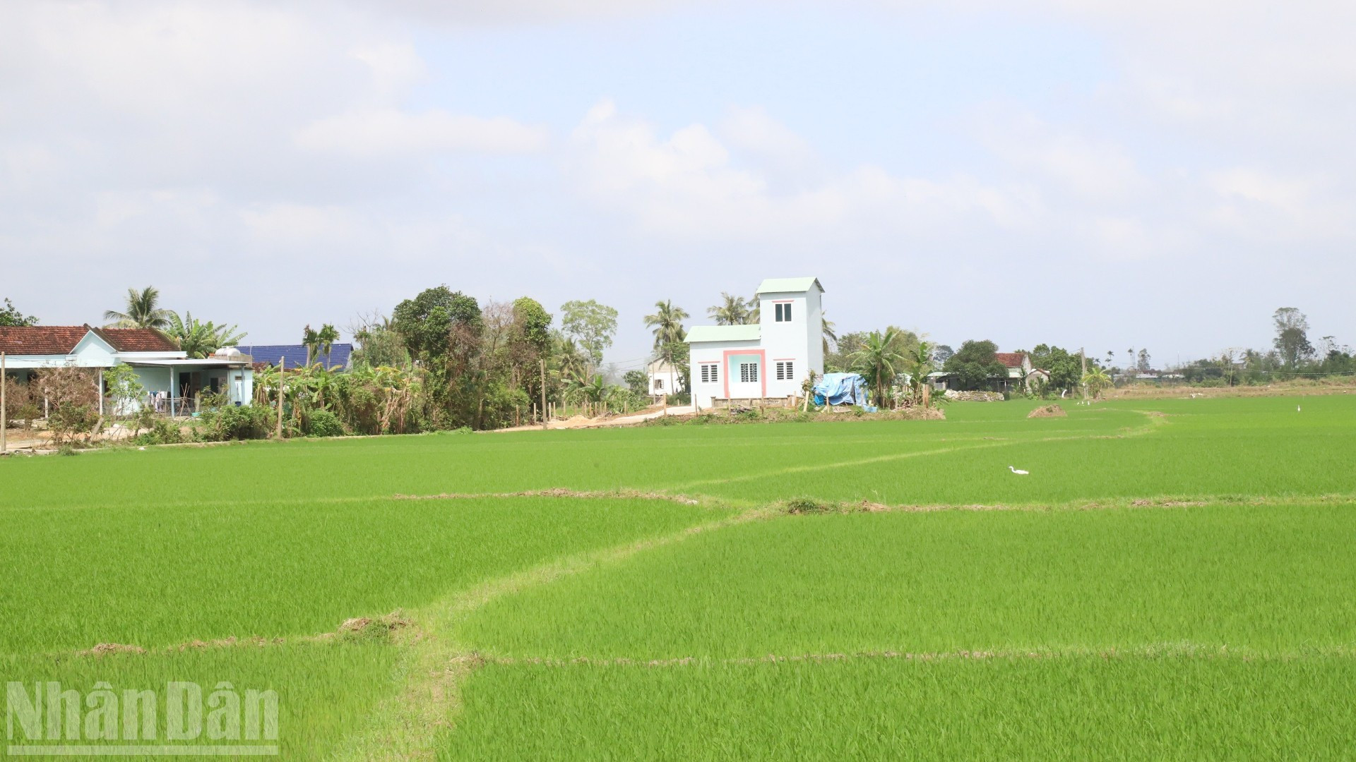 Con la llegada de la primavera, los campos de la comuna de Hoa Thinh ya se cubren de un intenso verde de arroz joven.