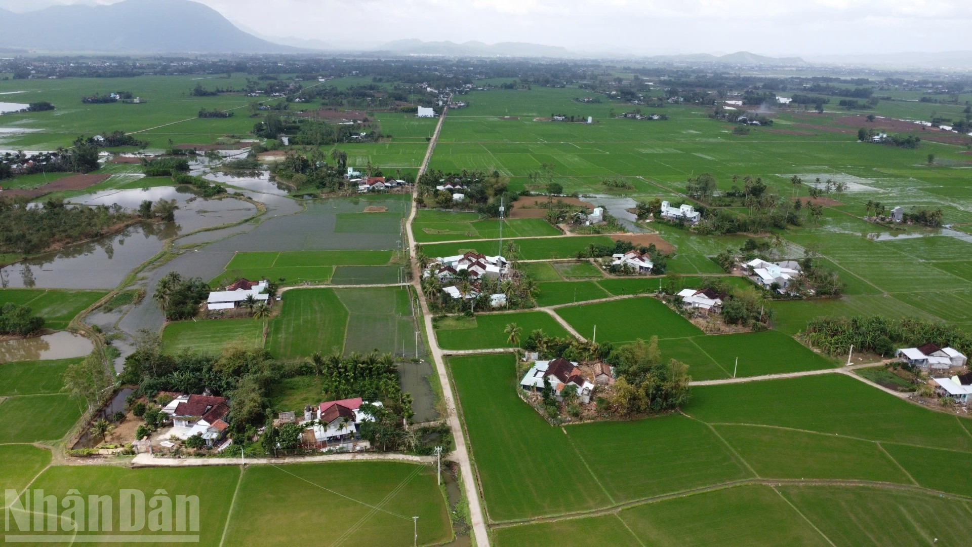 La zona propensa a inundaciones de Hoa Thinh luce esta primavera con viviendas renovadas y extensos arrozales teñidos de verde intenso.