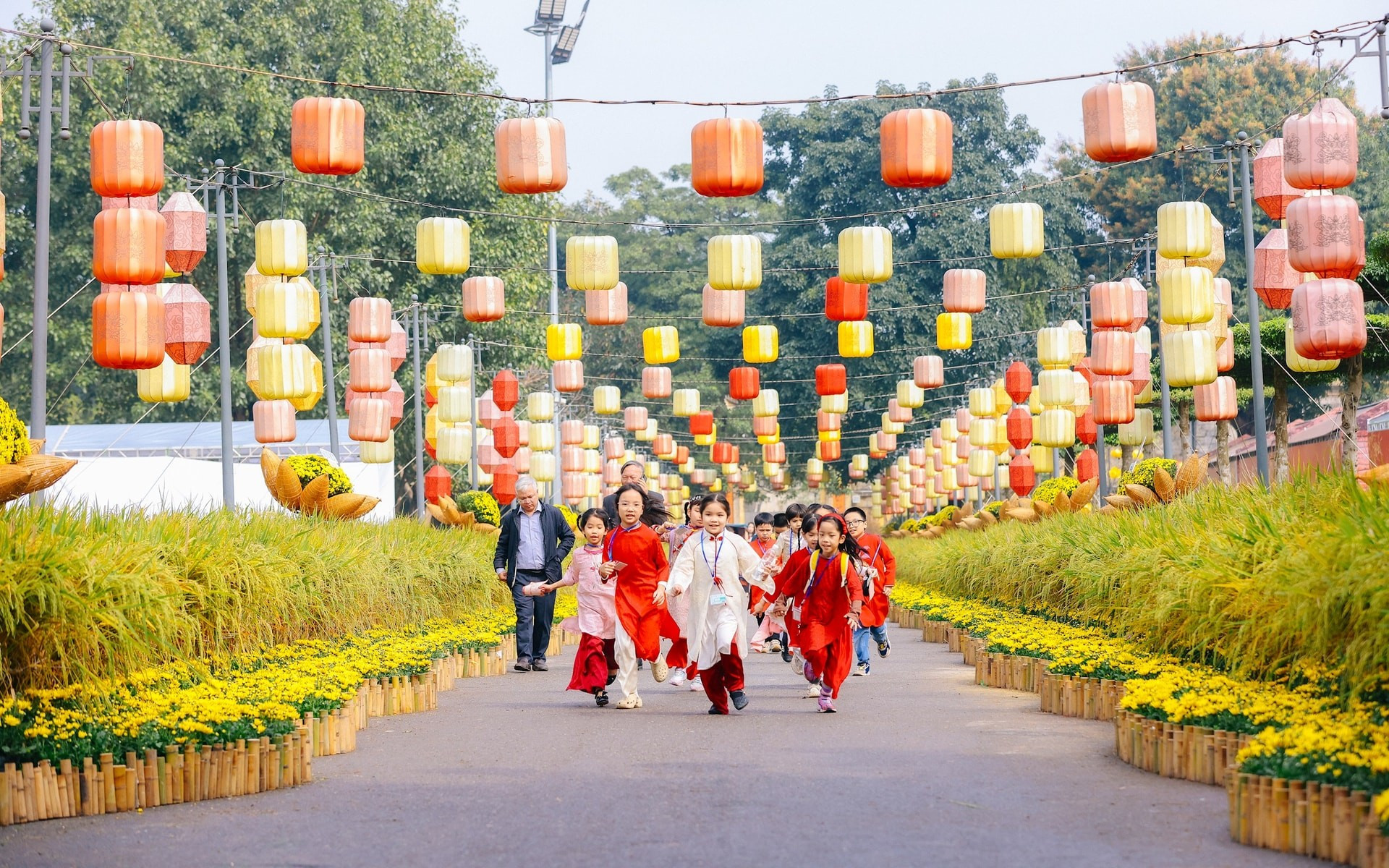 Niños juegan a lo largo del sendero cubierto de crisantemos amarillos, flanqueado por espigas de arroz maduro.