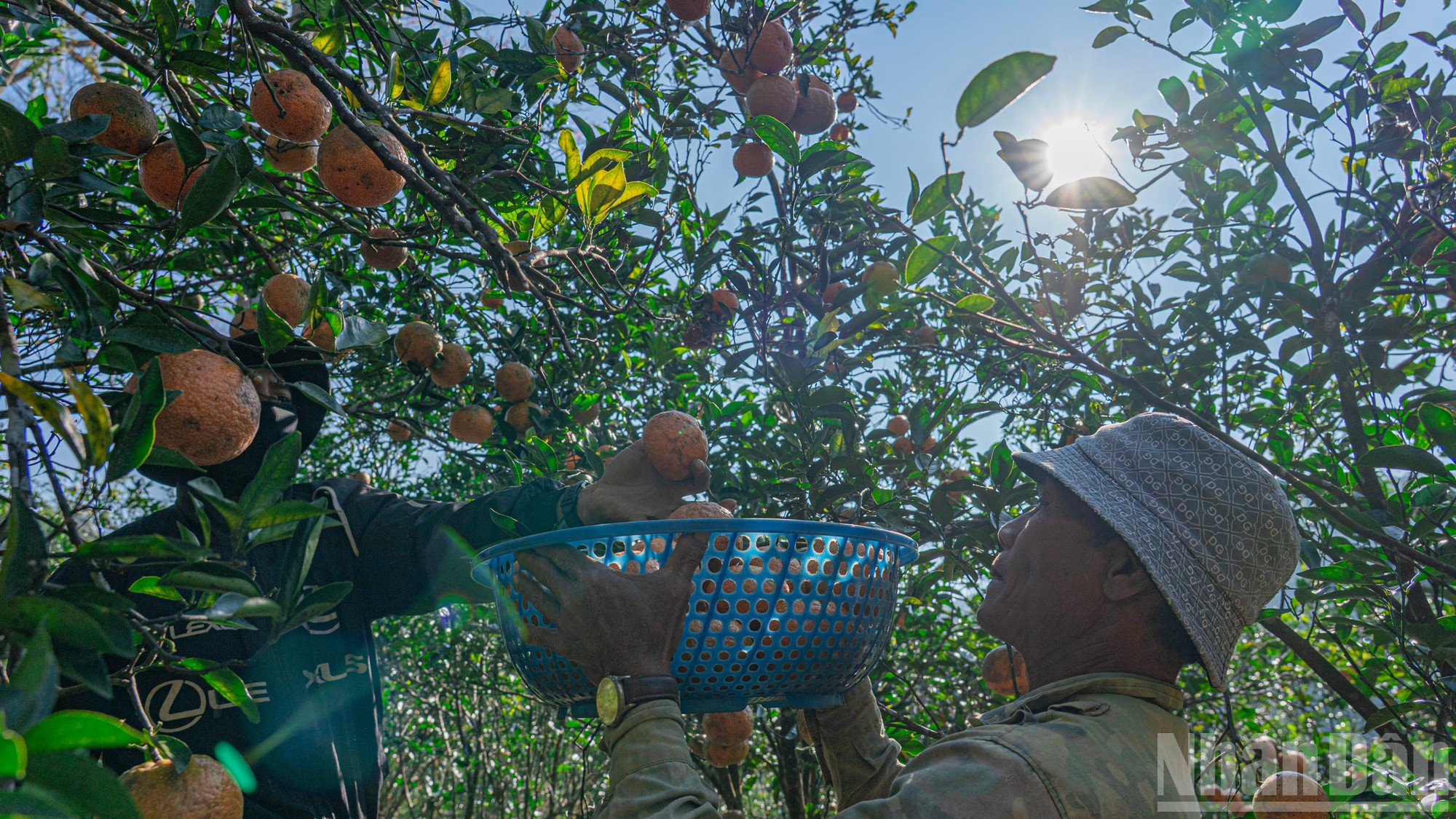 La producción de naranjas de este año se estima en más de 150 toneladas.