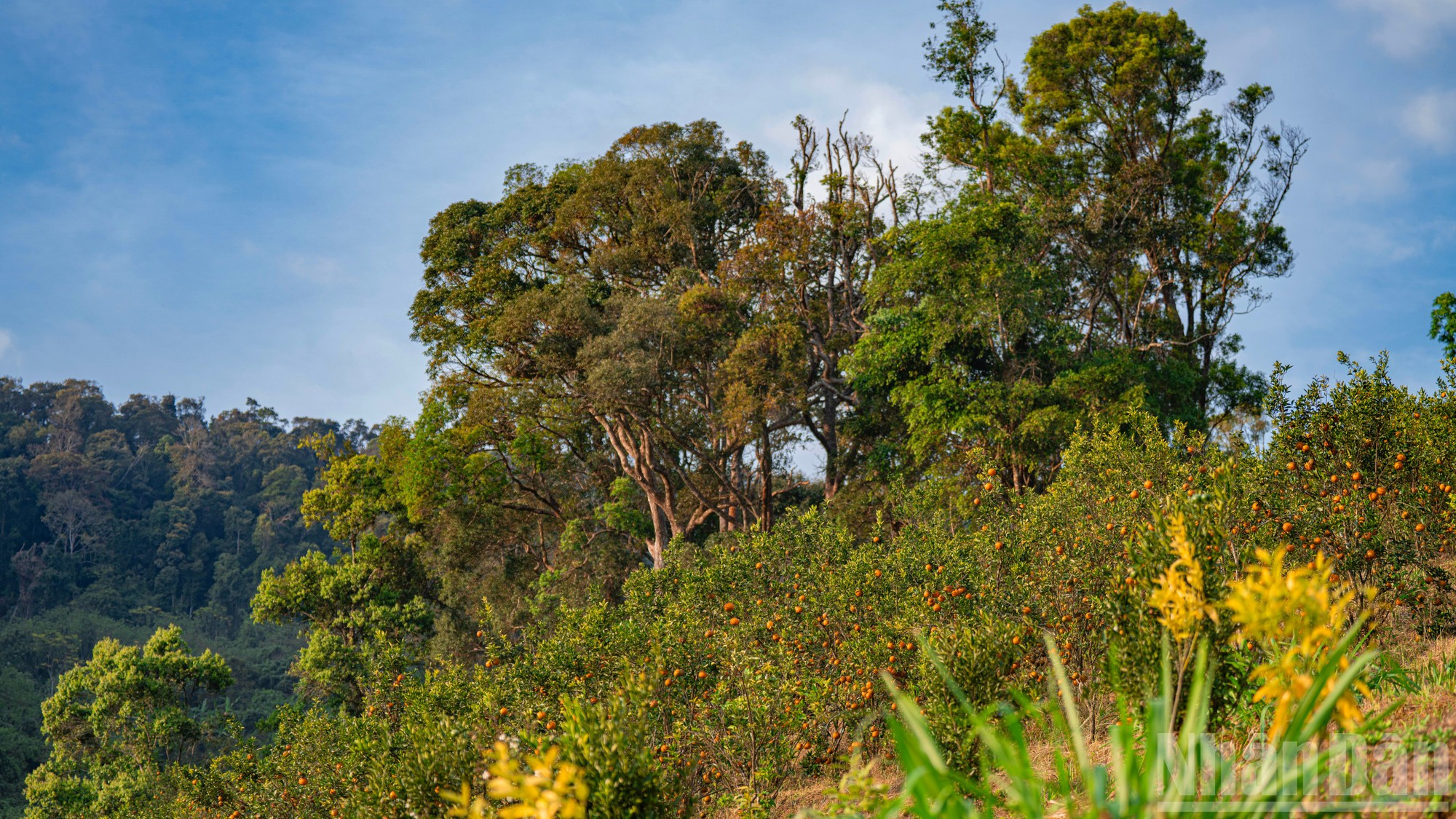Quien no lo vea con sus propios ojos no puede imaginarse un huerto de naranjas encaramado entre altas montañas y arropado por un bosque centenario que crea un ecosistema singular.