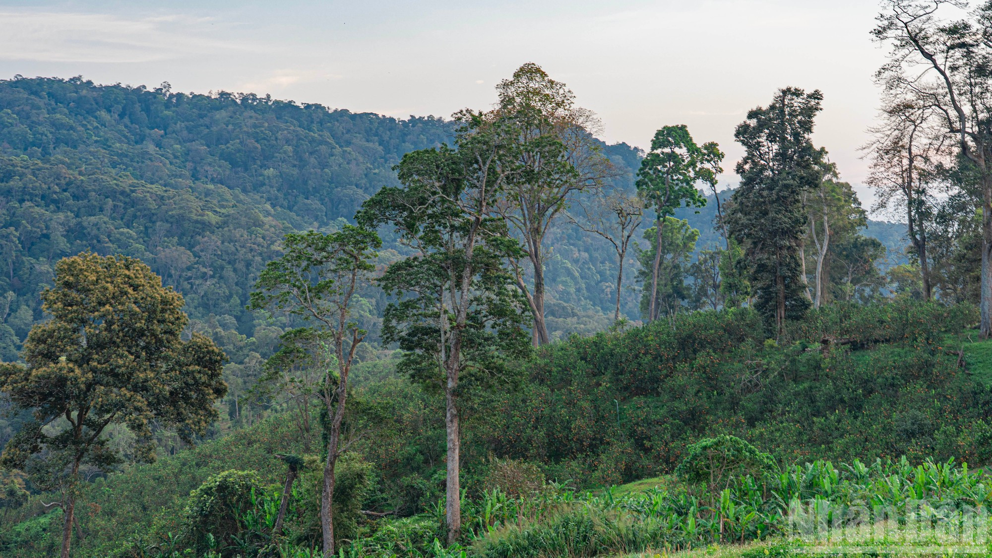 Este fertilizante orgánico aporta nutrientes tanto a los cultivos como a los árboles centenarios del huerto.