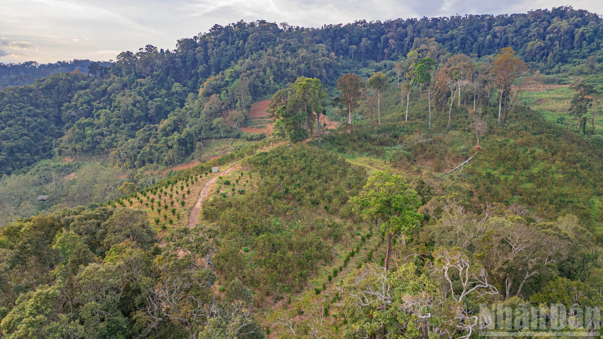 Las 40 hectáreas de frutales del agricultor Nguyen Quang Dong son conocidas por la población local como el “Huerto de naranjas Hai Dong”.