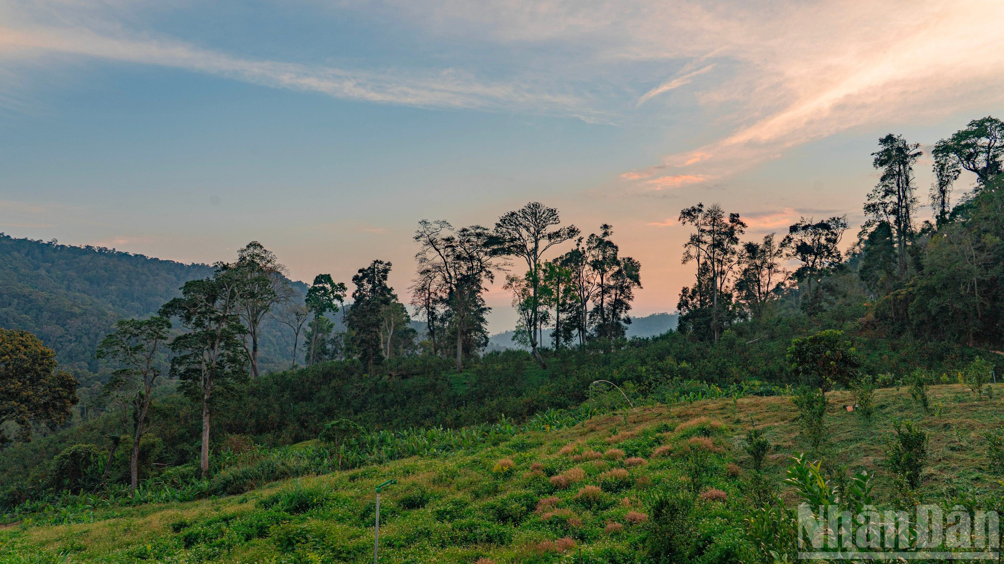 Satisfecho con sus logros, Quang Dong afirma: “Mi activo más valioso no es la tierra, ni el huerto, ni los productos agrícolas, sino la confianza de los clientes y los valores que he creado para esta tierra”.