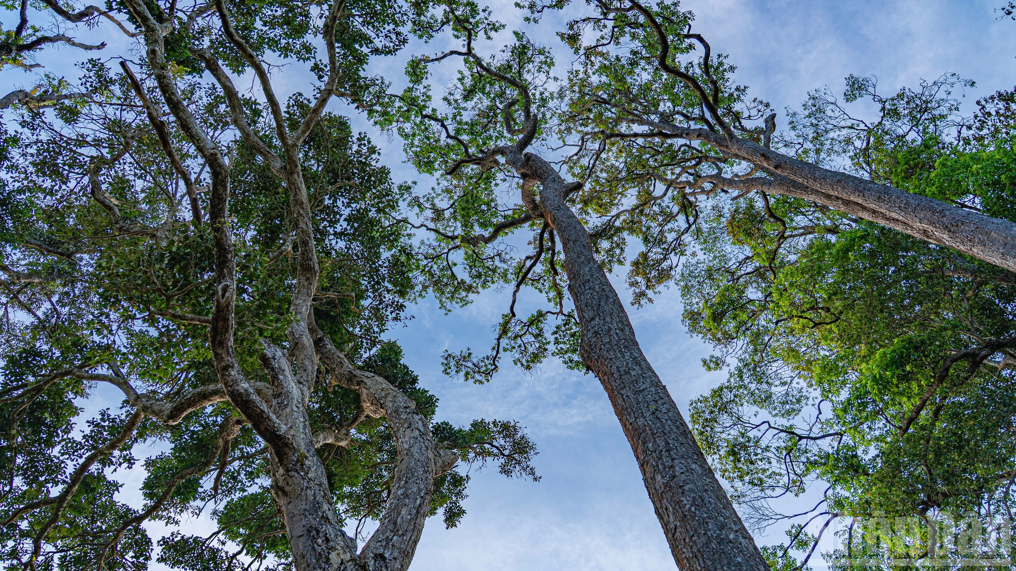 Árboles centenarios proyectan su sombra refrescante sobre el huerto.