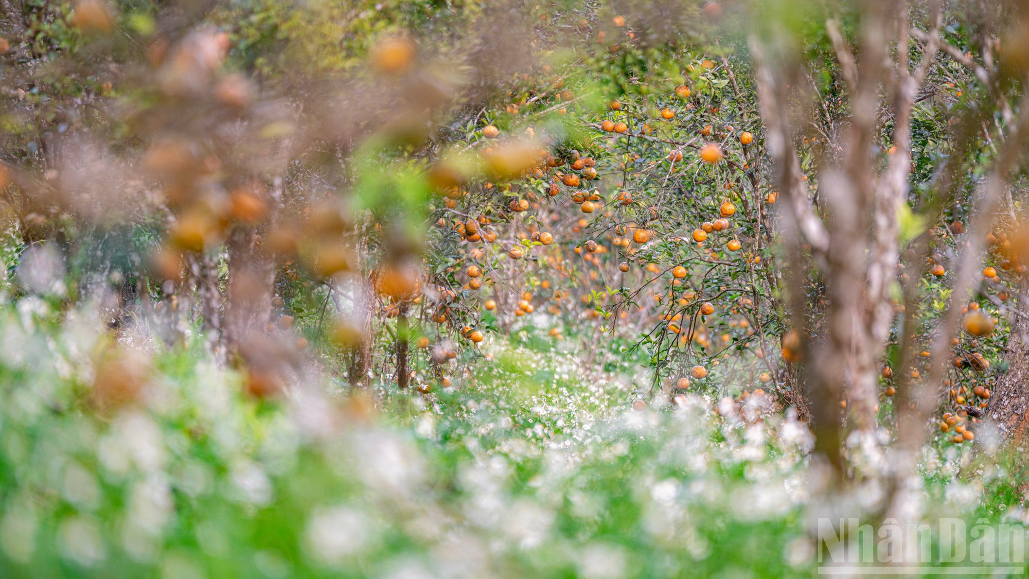 El huerto no utiliza herbicidas ni pesticidas químicos. Por ello, el ecosistema natural de hierbas y plantas se desarrolla casi en paralelo con los cultivos principales, creando un entorno puro y colorido, lleno de flores, bajo el dosel del bosque primigenio.
