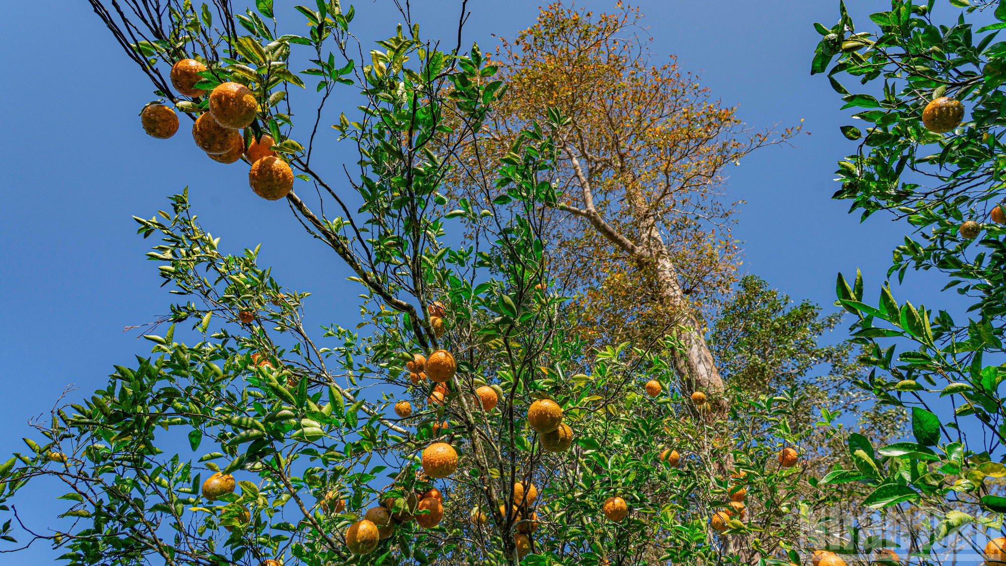 Cada año, Quang Dong recoge alrededor de 100 toneladas de hojas secas y las mezcla con aceite de maní fermentado para fertilizar los naranjos.
