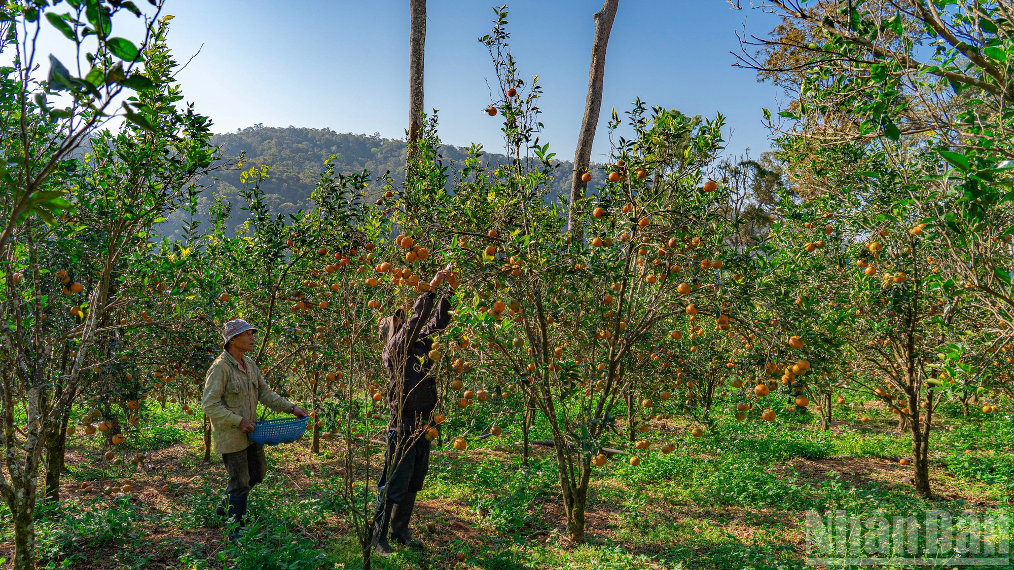 Las naranjas Hai Dong cumplen plenamente los criterios de la agricultura orgánica, lo cual le agrega valor comercial.