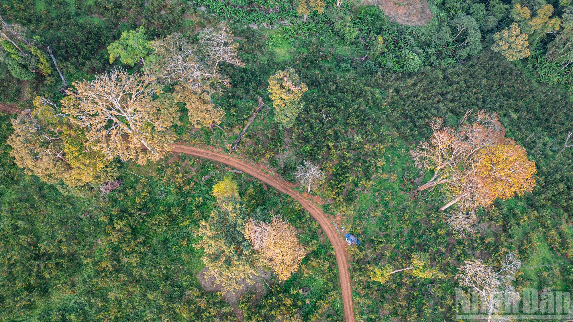Nguyen Quang Dong, propietario del huerto, comparte: “Aquí el clima es templado; el sol y el viento parecen concentrarse en cada naranja. La fruta es deliciosa: al exprimirla, el zumo es de color intenso, espeso y muy dulce. Por eso, desde hace muchos años, nuestra producción no logra satisfacer la demanda del mercado”.