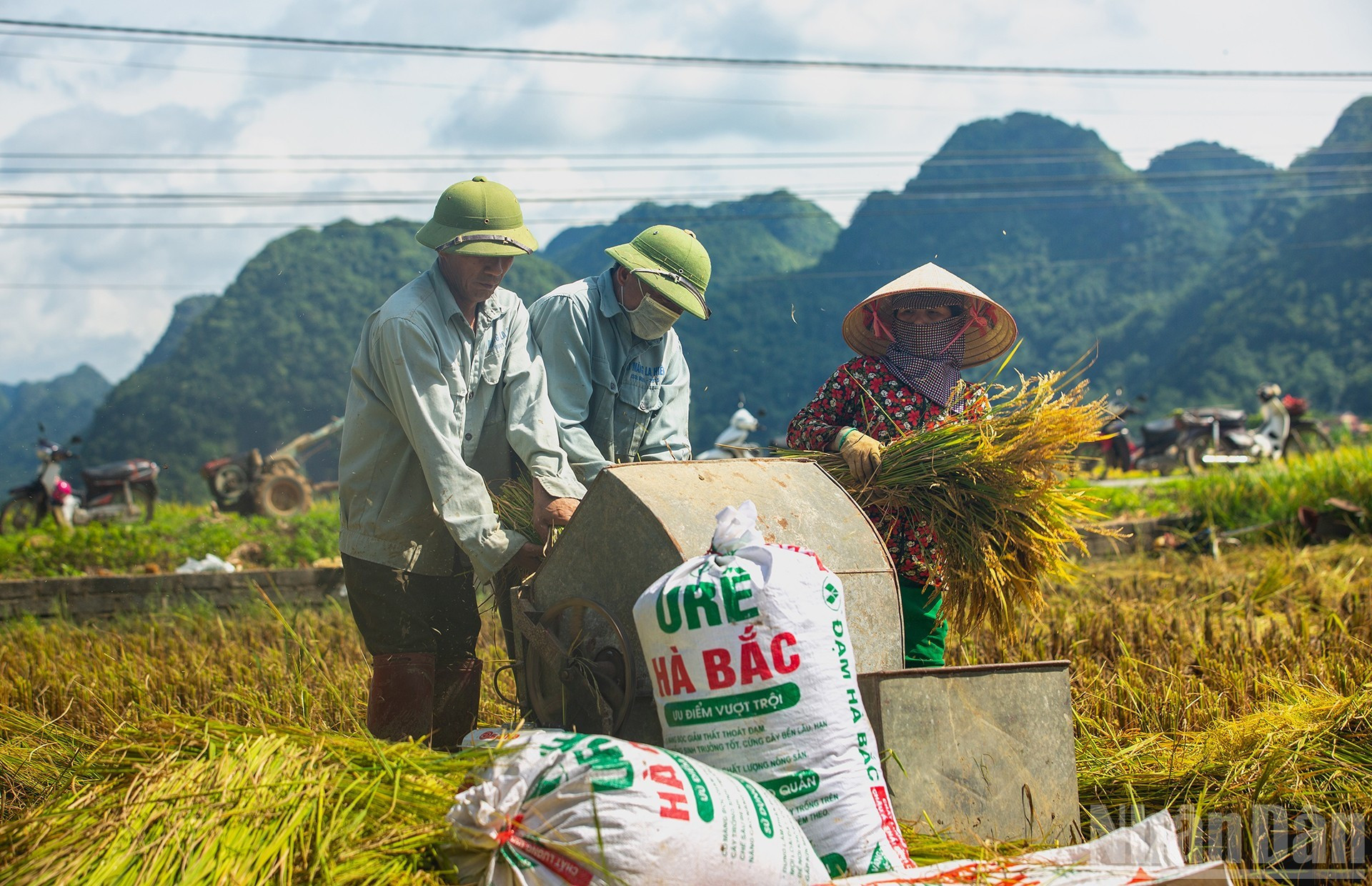 La cosecha del arroz.
