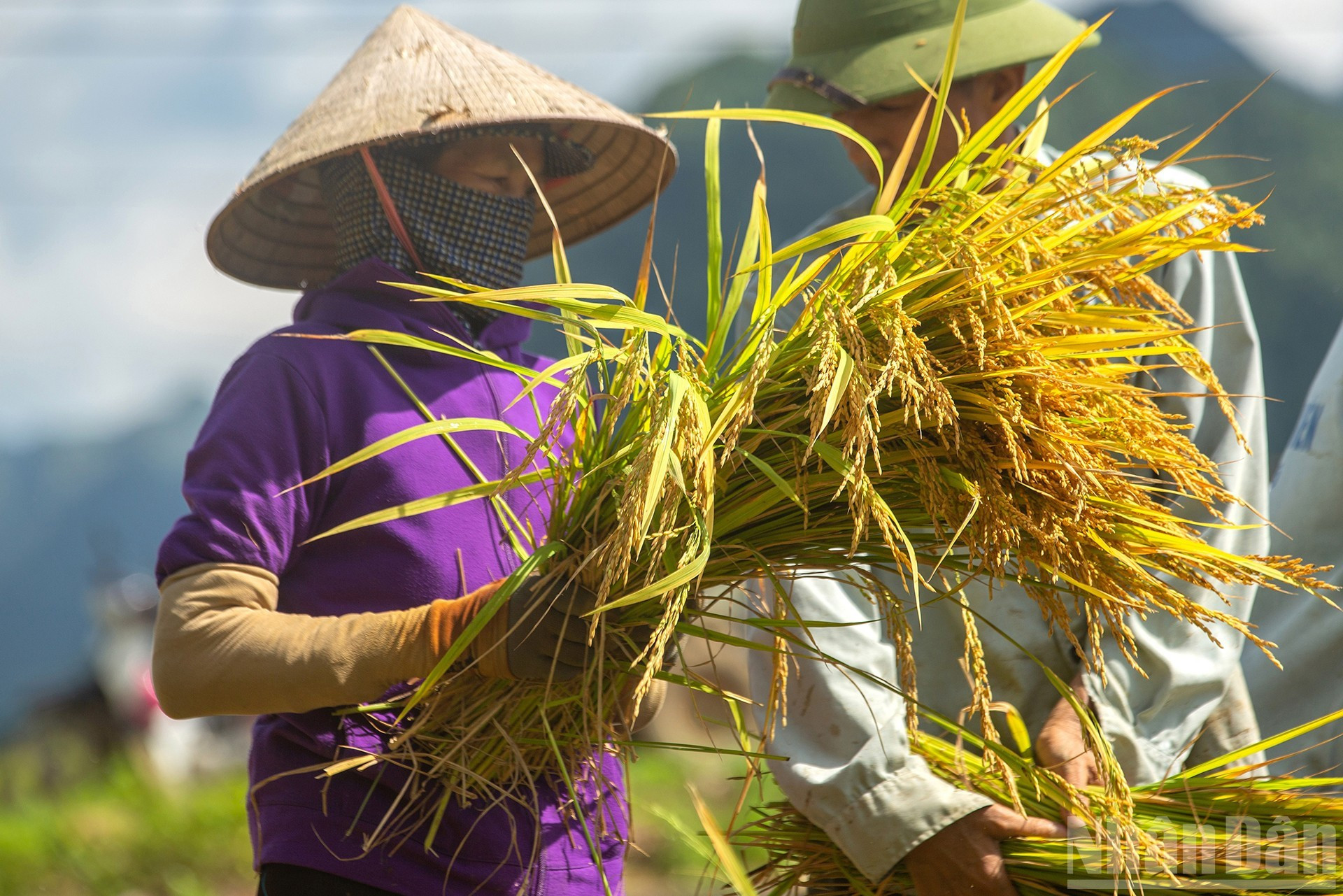 Espigas de arroz doradas y cargadas.