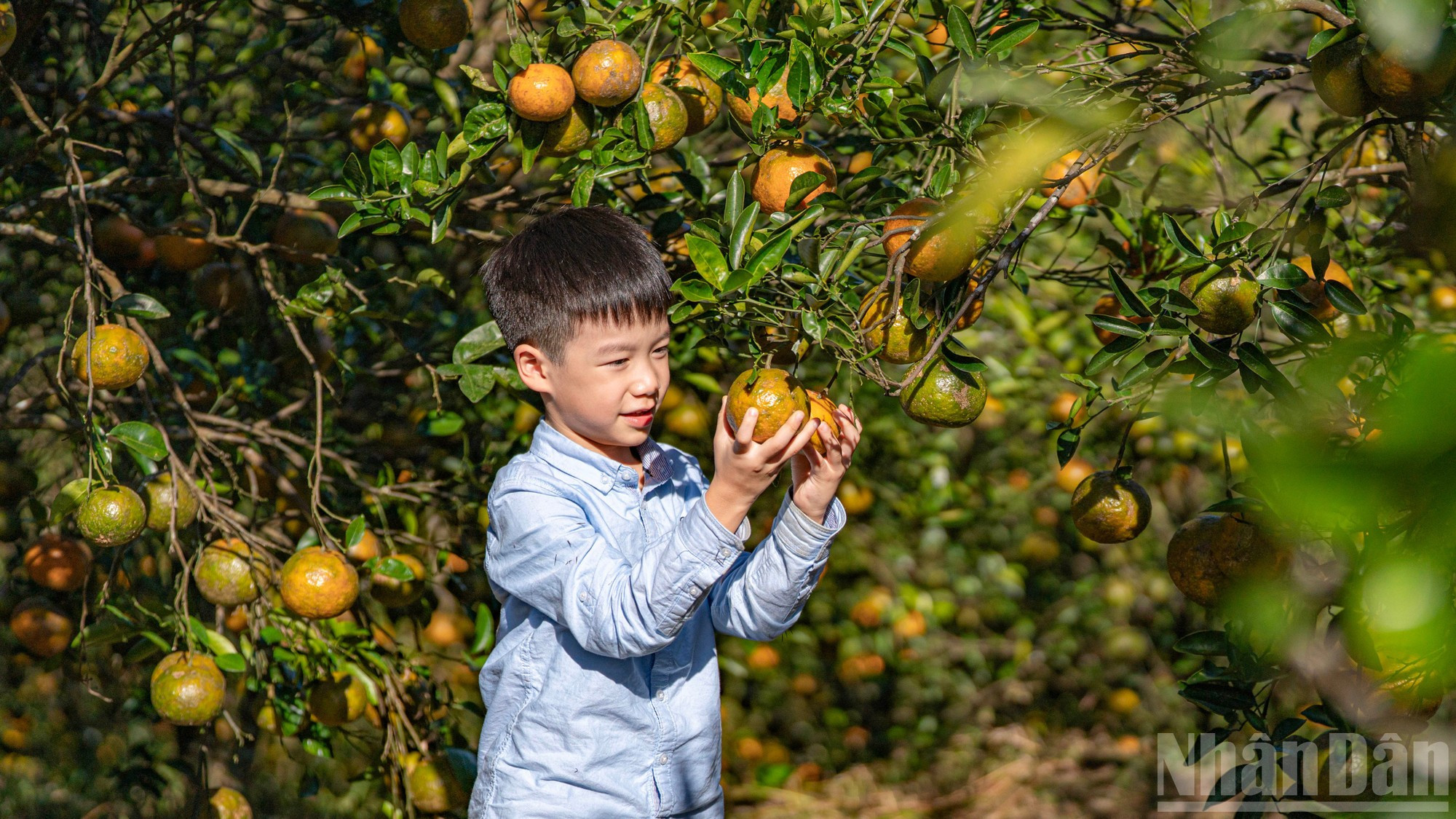 Un pequeño turista procedente de la ciudad de Da Nang disfruta de la experiencia en el huerto.