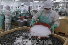 Procesamiento de camarones para exportación (Foto: VNA)