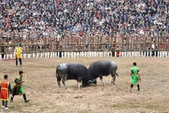 Miles de personas presenciaron el tradicional festival de lucha de búfalos.