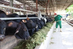 Tay Ninh por convertirse en el centro líder de ganadería tecnológica del sur de Vietnam. (Foto: VNA)