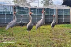 Las grullas de cabeza roja en el Parque Nacional Tram Chim, provincia de Dong Thap (Foto: VNA)