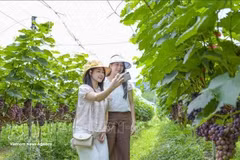 Turistas junto a los viñedos cargados de frutos en la comuna de Muong Phan, Dien Bien. (Foto: VNA)
