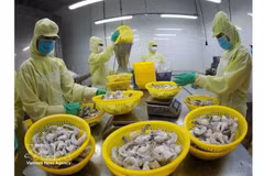 Procesamiento de camarones congelados para exportación en la fábrica del Grupo Minh Phu en la provincia de Hau Giang. (Foto: VNA)