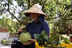 Foto ilustrativa. (Foto: VNA)