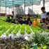 Visita a un modelo de cultivo de hortalizas de alta tecnología en la Cooperativa Agrícola Tuan Ngoc, en Ciudad Ho Chi Minh. (Fuente: VNA)