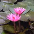 Los nenúfares lucen sus delicadas flores púrpuras sobre el río. (Foto: VNA)