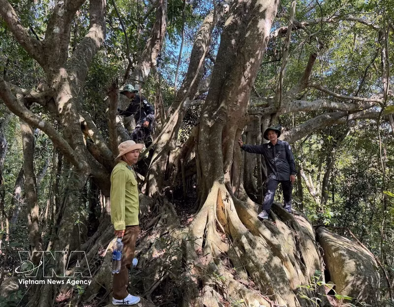 El personal del Parque Nacional Nui Chua-Phuoc Binh inspecciona las labores de gestión y protección forestal en la Reserva Mundial de la Biosfera Nui Chua. (Foto: VNA)