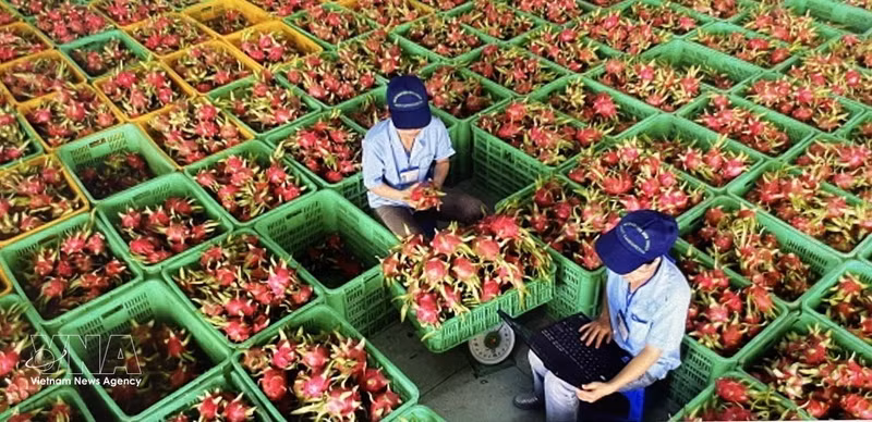 Preparación de la fruta del dragón para su envasado y exportación. (Foto: VNA)