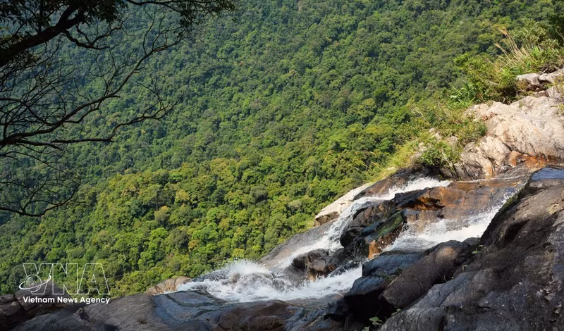 Con una altura aproximada de 300 metros, el agua que cae desde la cima de la cascada Do Quyen forma una franja de espuma blanca que resalta sobre el intenso verde del bosque primario. (Foto: VNA)