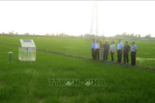 La delegación del BM realizó una visita de trabajo a Can Tho, en el Delta del Mekong, sobre la producción de arroz de bajas emisiones. (Foto: VNA)