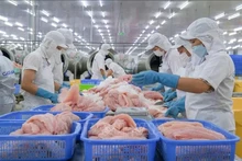 Procesamiento del pescado Tra. (Foto: VNA)