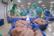 Pescado Tra procesado en la provincia vietnamita de Dong Thap. (Fotografía: VNA)