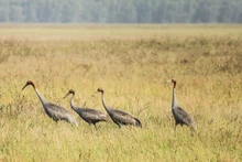 Grullas de corona roja regresan al Parque Nacional de Tram Chim. (Fotografía: VNA)