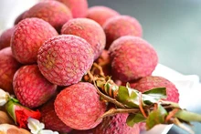 Vietnam es actualmente el único proveedor de lichi fresco a Australia. (Fotografía: nongnghiep.vn)