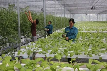 Hanói planea tener 250 cooperativas agrícolas de alta tecnología para 2030. (Fotografía: hanoimoi.com.vn)