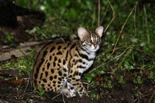 El gato montés recibe el nombre de gato jaspeado o gato manchado. (Fotografía: vietnamforestry.org.vn)