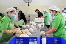 La parte estadounidense requiere que los cocos frescos y jóvenes vietnamitas sean despojados de toda la piel verde y al menos el 75 por ciento del bonote. (Foto: VNA)