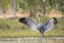 Grulla de corona roja solía ser un símbolo de los humedales de Dong Thap Muoi. (Fuente: nongnghiep.vn)